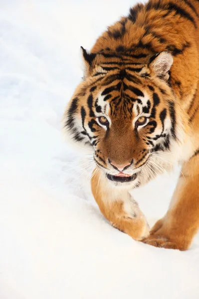 Tiger in de sneeuw — Stockfoto