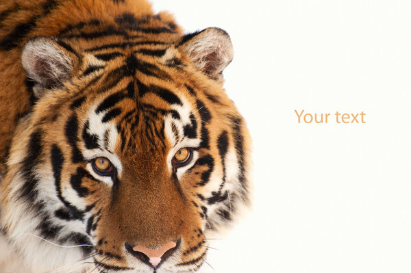 tiger isolated on the white background