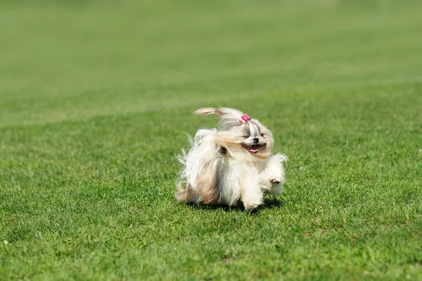 Hund som springer på grönt gräs — Stockfoto
