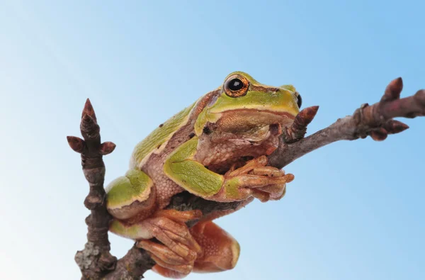 Closeup zelená žába izolovaných na bílém pozadí — Stock fotografie