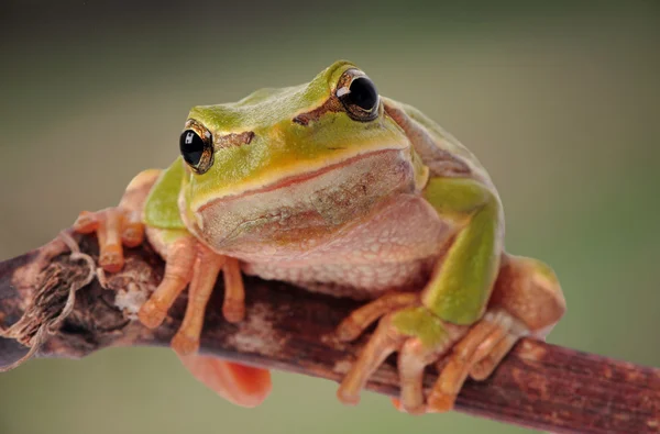 Closeup zelená žába izolovaných na bílém pozadí — Stock fotografie