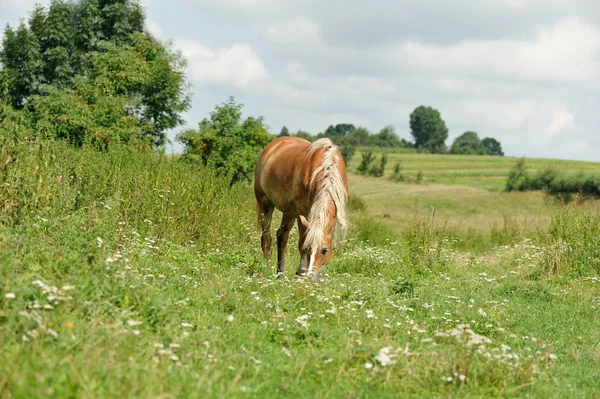 Caballo en el campo verde —  Fotos de Stock