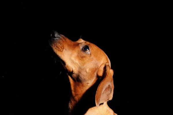 Chien marron teckel isolé sur fond noir — Photo