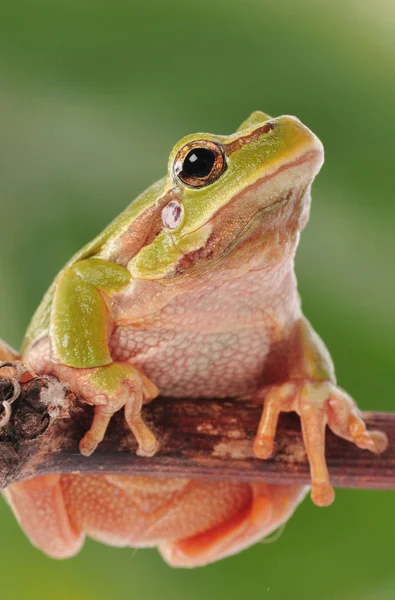 Närbild gröna lövgroda isolerad på vit bakgrund — Stockfoto