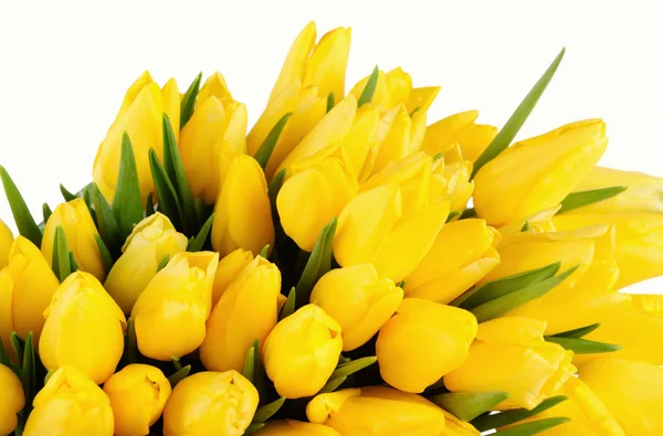 Yellow Tulips isolated over white background — Stock Photo, Image