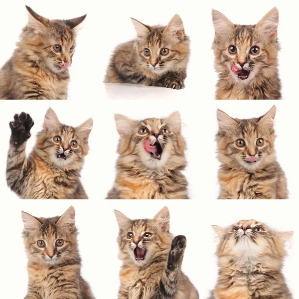 Katze Emotionen zusammengesetzt isoliert auf weißem Hintergrund — Stockfoto