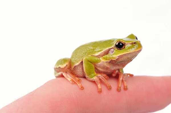 Крупный план зеленого дерева frogon палец — стоковое фото