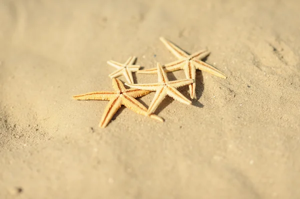 Havet sjöstjärna på sand — Stockfoto