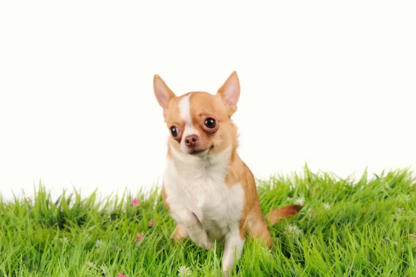 Grappige chihuahua hond op groen gras — Stockfoto