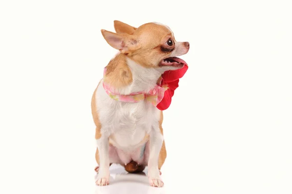 Beyaz arka plan üzerinde izole komik chihuahua köpek — Stok fotoğraf