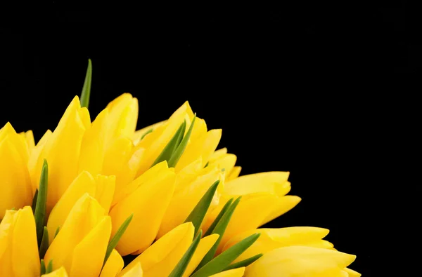 Gele tulpen geïsoleerd op witte achtergrond — Stockfoto