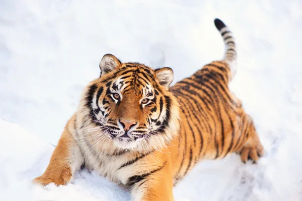 Tiger in de sneeuw — Stockfoto