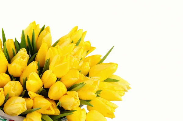 Tulipanes amarillos aislados sobre fondo blanco — Foto de Stock