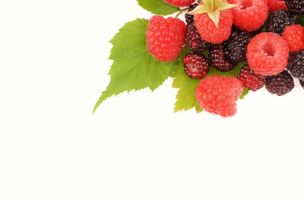 Süße frische Himbeerfrucht mit grünem Blatt — Stockfoto