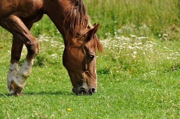 Häst på det gröna fältet — Stockfoto