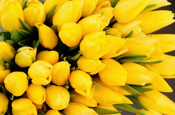 Bos van prachtige gele tulpen — Stockfoto