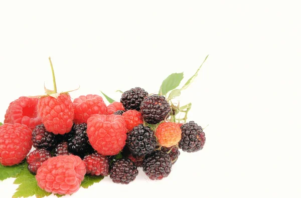 Süße frische Himbeerfrucht mit grünem Blatt — Stockfoto