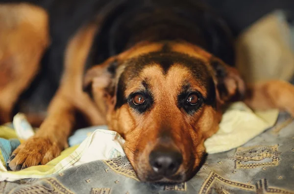 Dog laying at home Stock Image