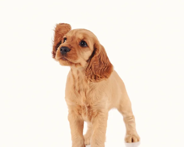 Sad puppy dog  isolated over white background — Stock Photo, Image