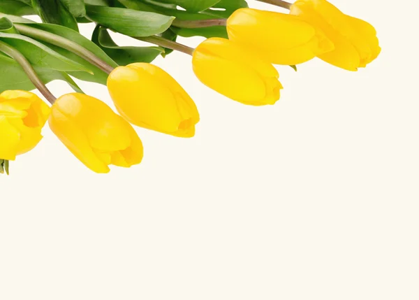 Beau bouquet de tulipes jaunes sur fond blanc — Photo