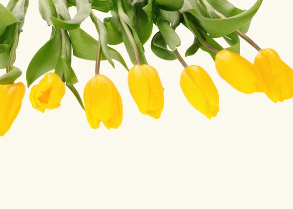 Mooi boeket van gele tulpen op een witte achtergrond — Stockfoto
