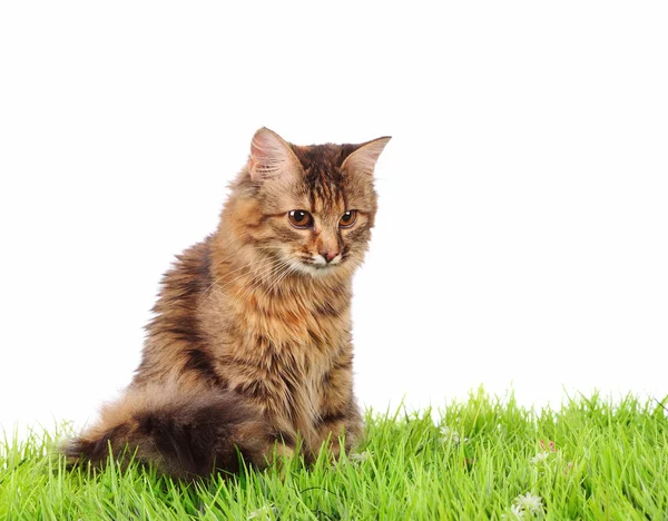 Kočka na zelené trávě — Stock fotografie