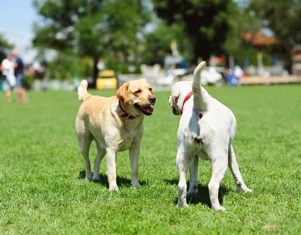 Lekfull hund på grönt gräs — Stockfoto