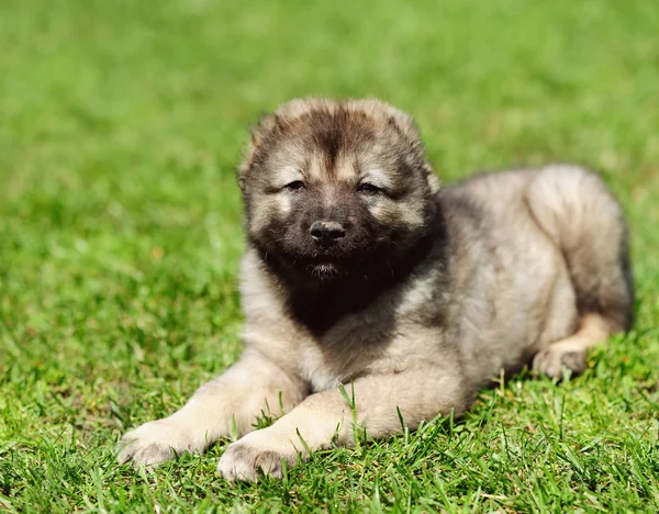 Cão na grama verde — Fotografia de Stock