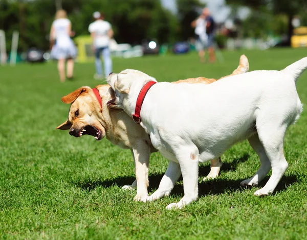 Lekfull hund på grönt gräs — Stockfoto