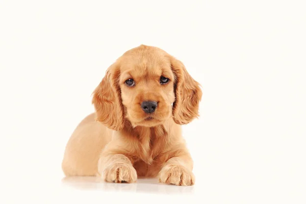 Sad puppy dog — Stock Photo, Image