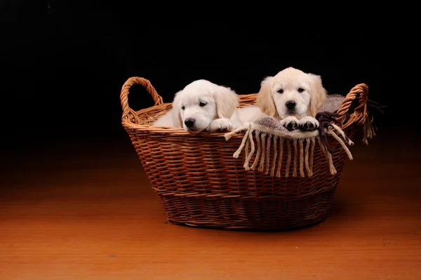 Beaux chiens Labrador retriever — Photo