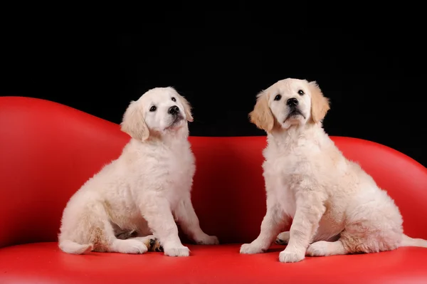 美しいラブラドル ・ レトリーバー犬犬 — ストック写真