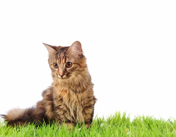 Gato na grama verde — Fotografia de Stock