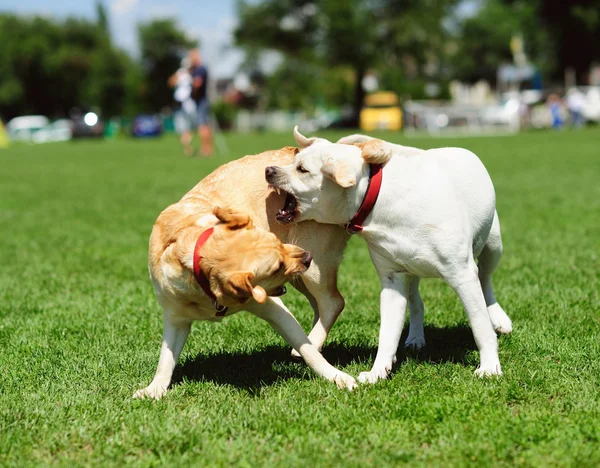 Playfull köpekler yeşil çimenlerin üzerinde — Stok fotoğraf
