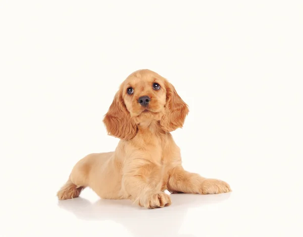 Sad puppy dog isolated over white background — Stock Photo, Image