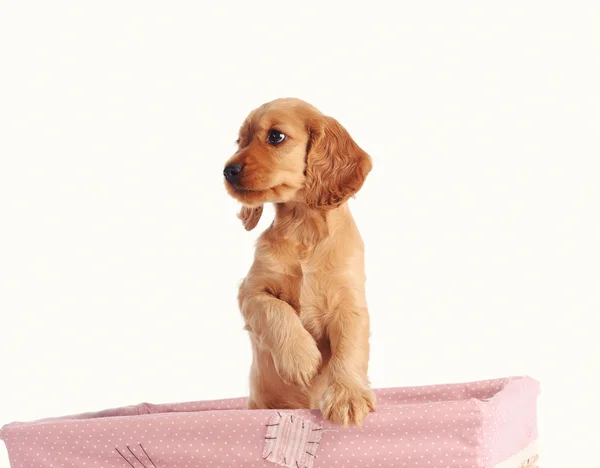 Sad puppy dog in basket — Stock Photo, Image