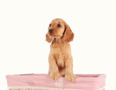backset üzgün köpek yavrusu köpek