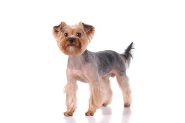 backset üzgün köpek yavrusu köpek