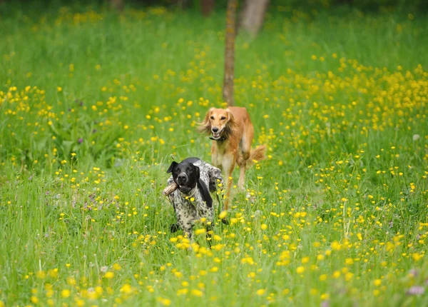 Perros felices corriendo por un prado con mariposas —  Fotos de Stock