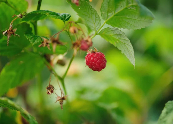 Lampone sulla panchina con foglie verdi — Foto Stock