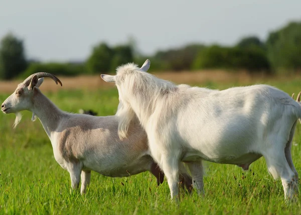 Ziegen auf dem grünen Gras — Stockfoto