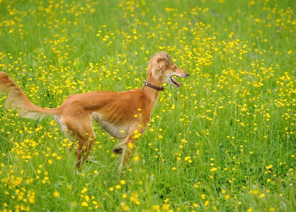 Mutlu köpek ile bir çayır düğünçiçekleri ile çalışan — Stok fotoğraf