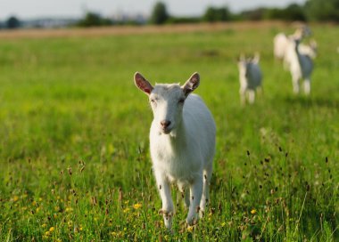 goatling yeşil çimenlerin üzerinde