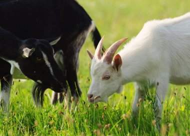 Yeşil çimenlerin üzerinde