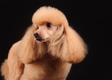 Siyah arka plan üzerinde izole küçük köpek