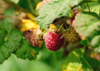 Ahududu yeşil yaprakları ile bankta