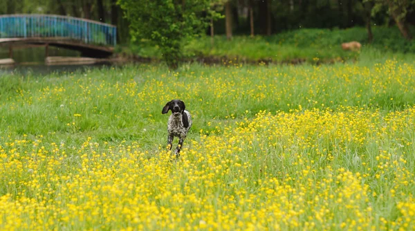 Perro feliz corriendo a través de un prado con mariposas — Foto de Stock