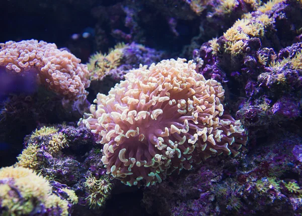 büyük balık çeşitli sualtı resimle