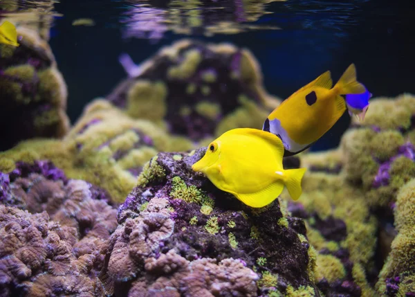 Photo sous-marine avec une grande variété de poissons — Photo