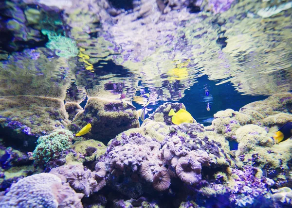 Photo sous-marine avec une grande variété de poissons — Photo